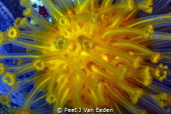 Sun-burst soft coral (m. capensis) is  the the only speci... by Peet J Van Eeden 